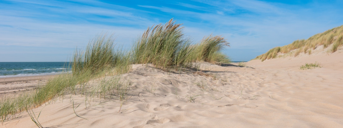 Met een helder blauwe lucht duinen met duingras in zeeland