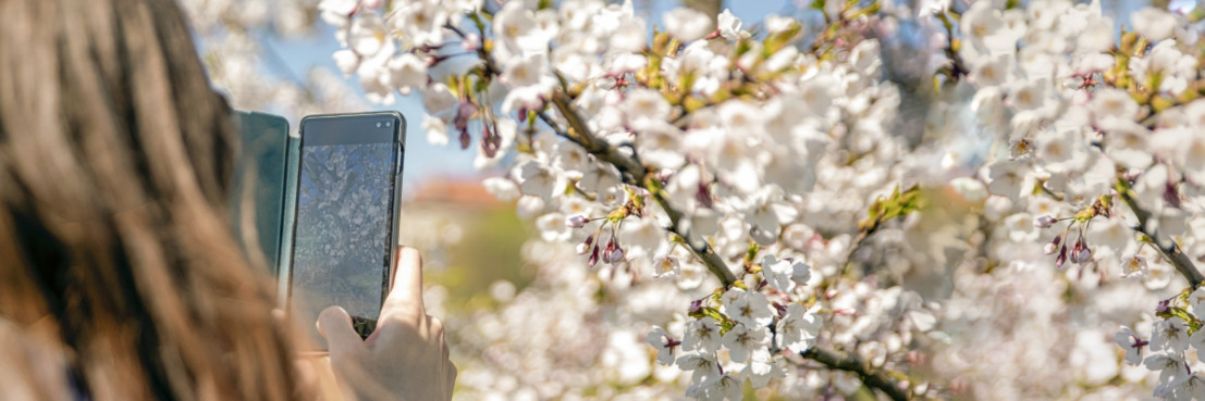 Vrouw maakt foto met telefoon van bloeiende bomen in rivierenland