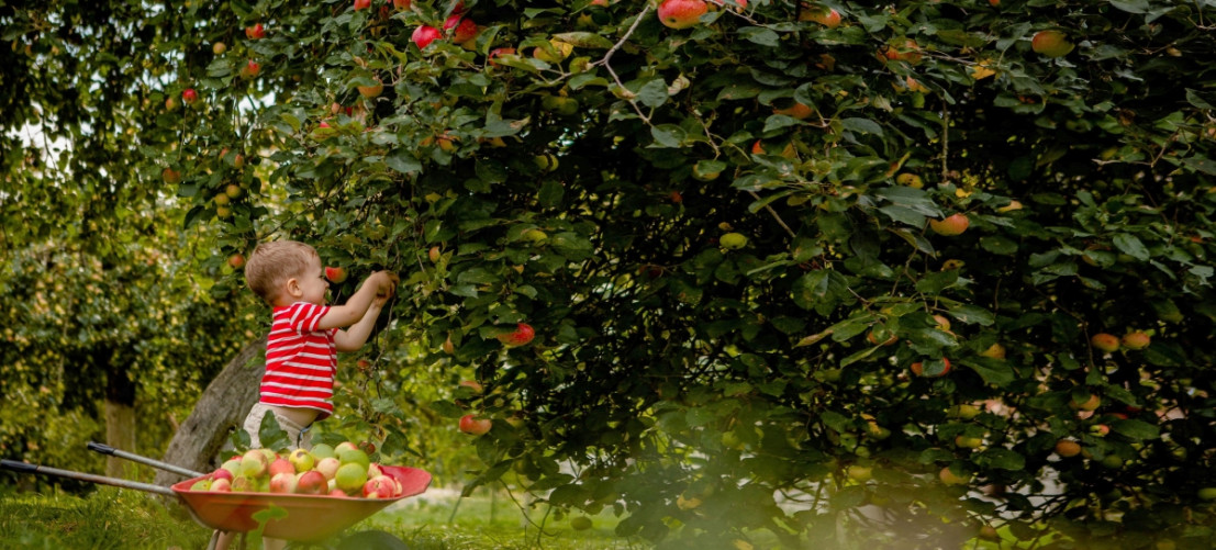 Kind plukt fruit van de fruitbomen in rivierenland